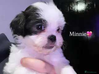 Shihpoo dogs Gorgeous Shihpoos for sale - Advert 2