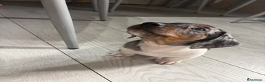 Miniature Dachshund 2