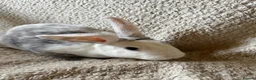Rex rabbits for sale: Last one! Lovely mini Rex boy  - Advert 7