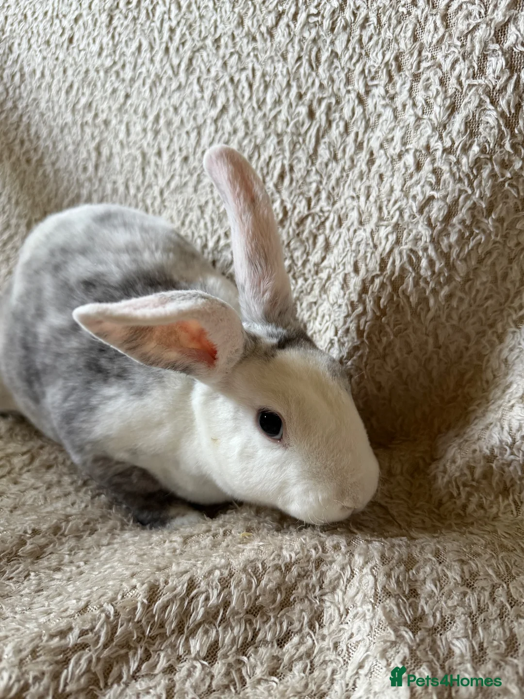 Rex rabbits for sale: Last one! Lovely mini Rex boy  - Advert 7