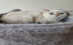 Scottish Fold cats for sale: Schotish straith and fold kittens😻 - Image 11