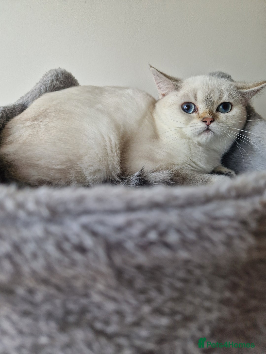 Scottish Fold cats for sale: Schotish straith and fold kittens😻 - Image 11