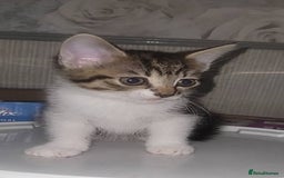 Mixed Breed cats for sale: Kittens ready for new homes  - Image 12