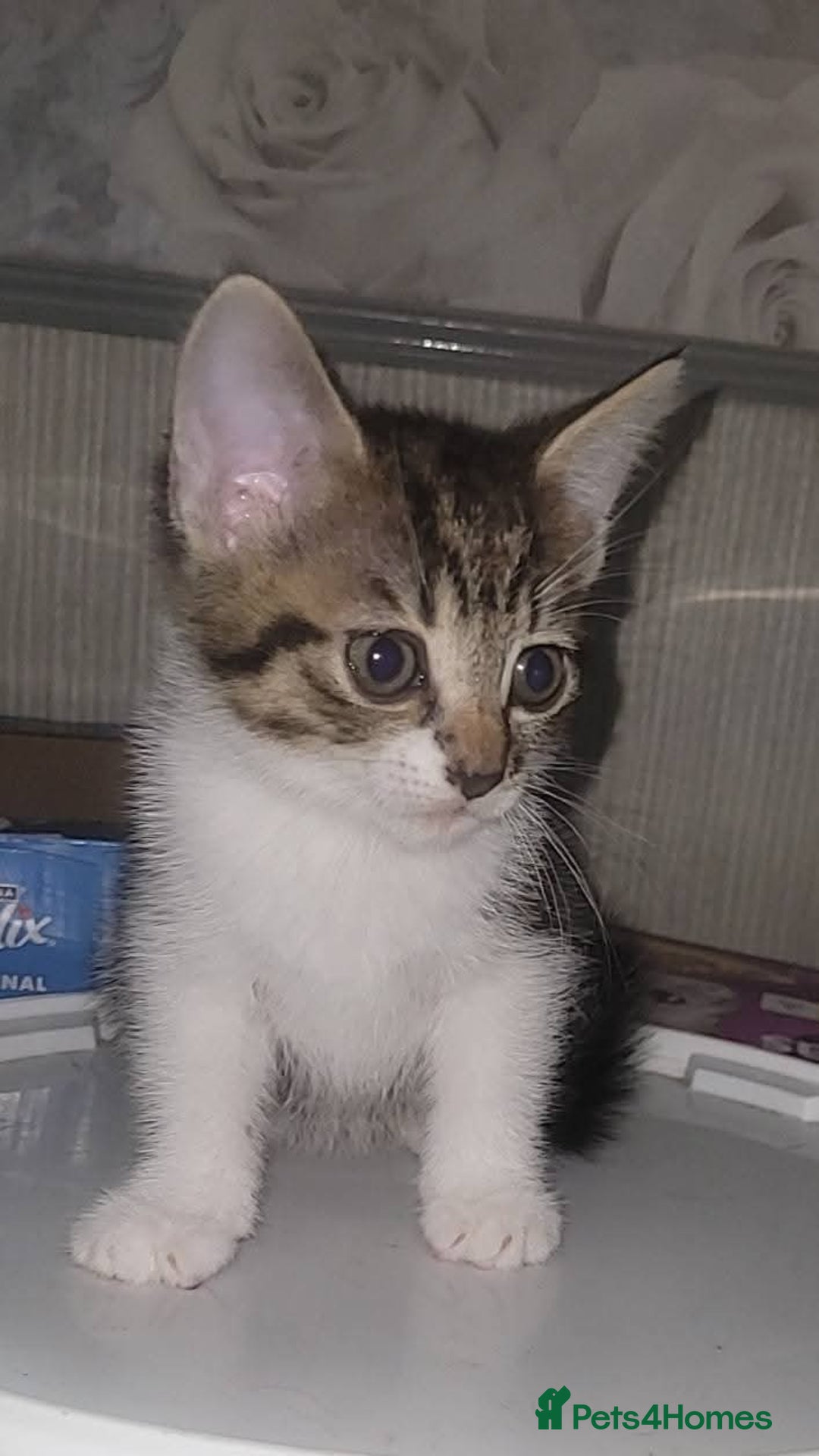 Mixed Breed cats for sale: Kittens ready for new homes  - Image 12