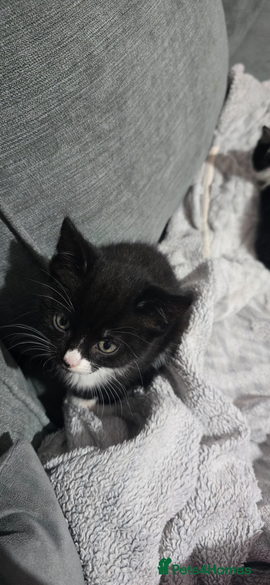 British Shorthair cats 8 week old kittens  - Advert 4