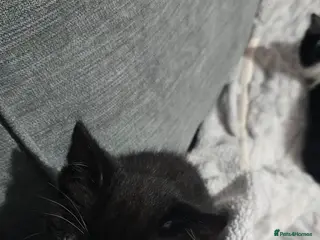 British Shorthair cats 8 week old kittens - Advert 4