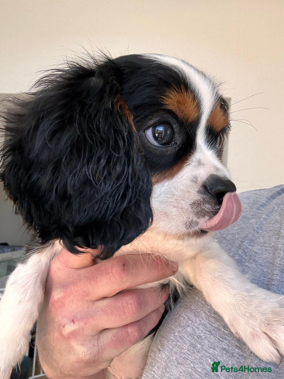 Cocker R King Charles Spaniel Best Cavalier King Charles Spaniel