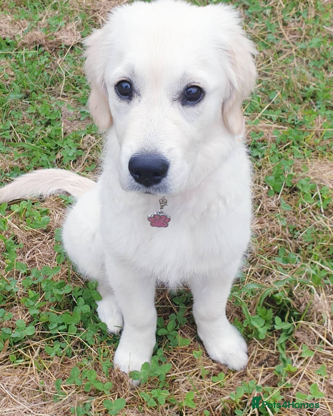 Golden Retriever dogs for sale: Retriever Puppy Looking for Her Forever Home - Image 6