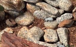 Beetles invertebrates for sale: Blue death feigning beetles with their set up  - Image 3