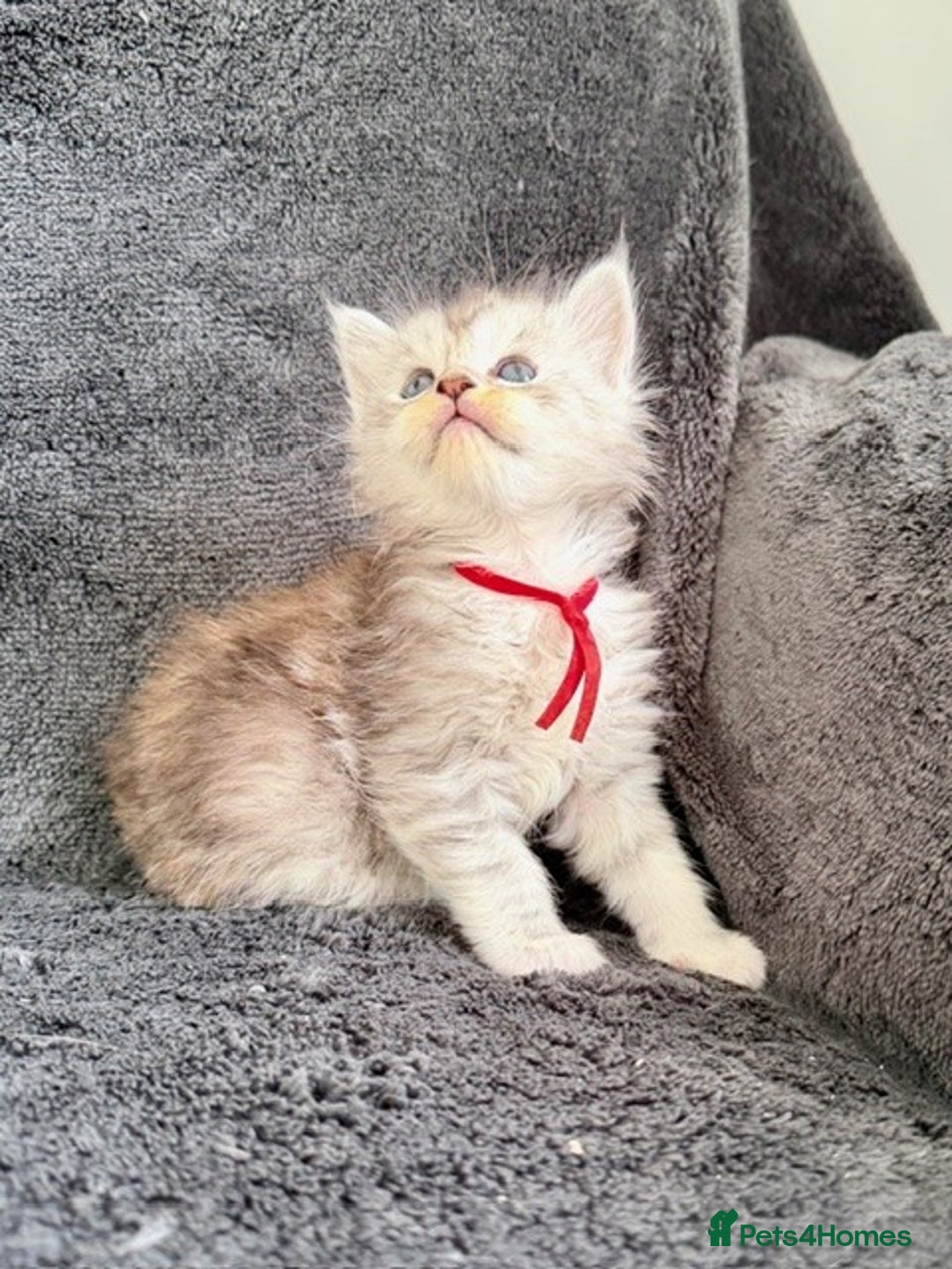 Maine Coon cats for sale: 🐾 TICA-Registered Maine Coon Kittens🐾 - Advert 18
