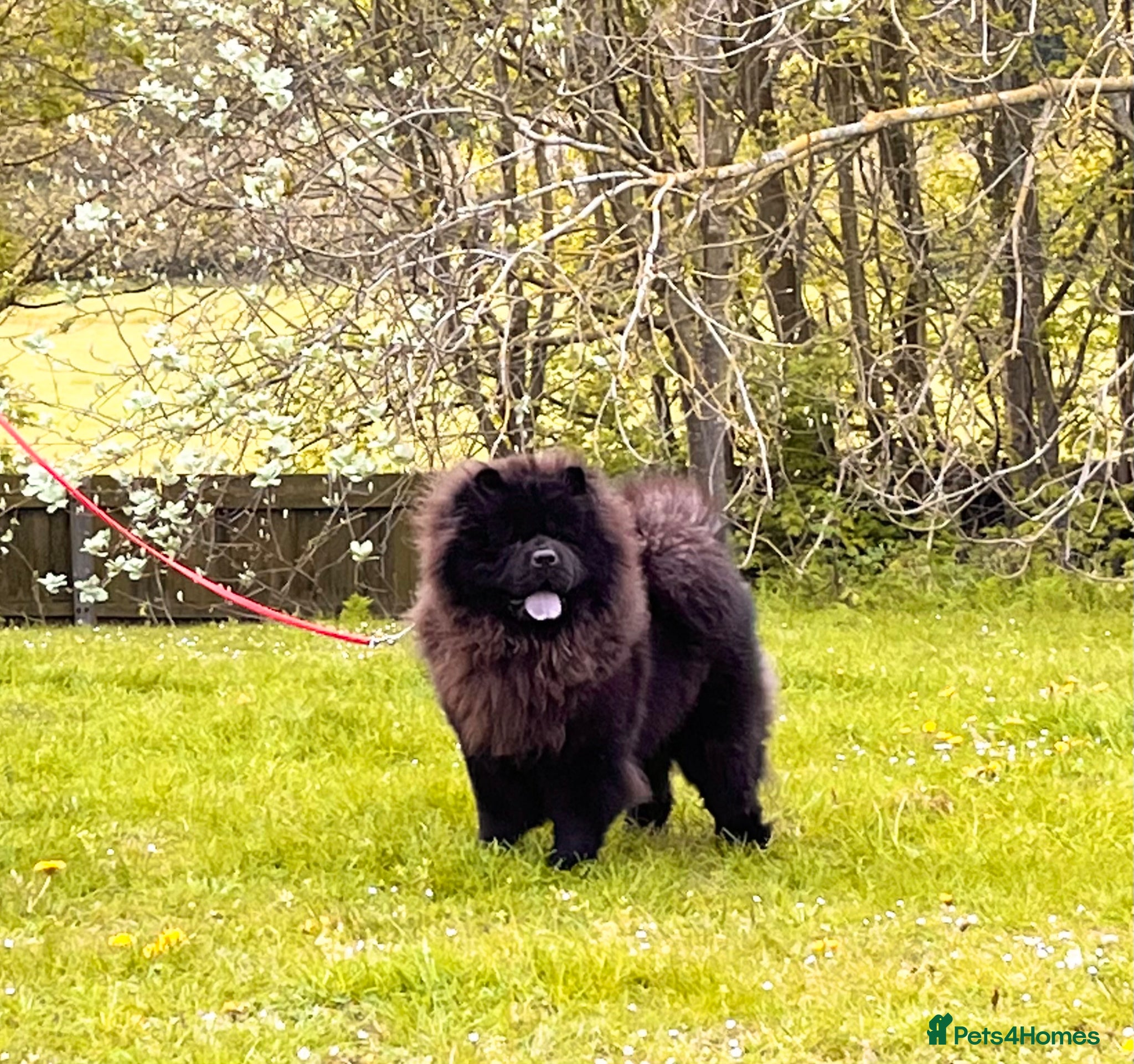 Chow Chow dogs for sale: Kc Registered chowchow pups - Advert 7