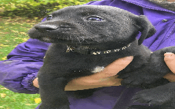 Labrador Retriever dogs for sale: 4x Black Dog Labrador Puppies - Image 11