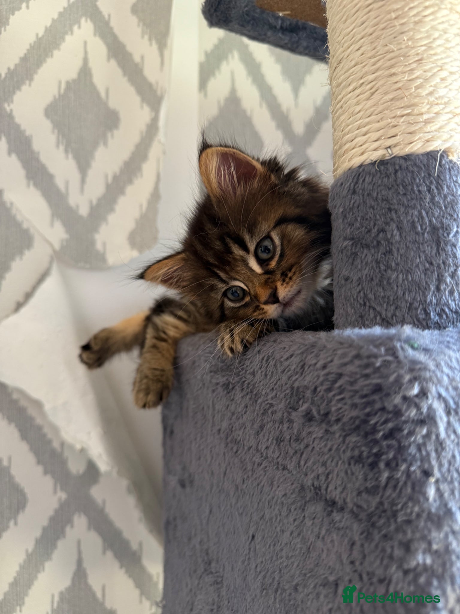 Fluffy brown tabby girl 