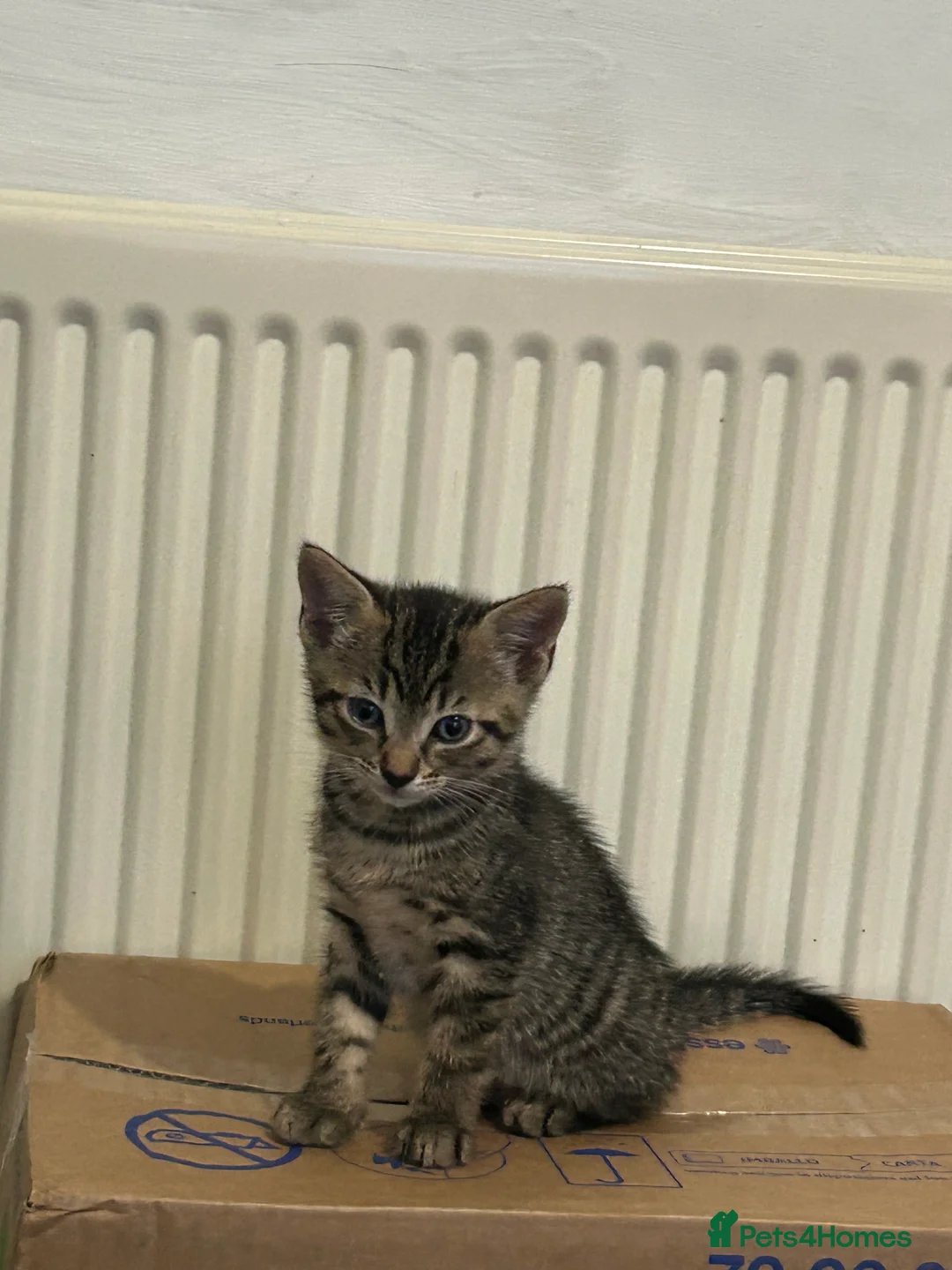 Mixed Breed cats for sale: Mix breed tabby cat - Advert 7