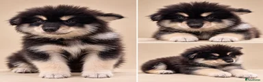 Pomsky 1