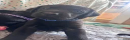 Labrador Retriever dogs for sale: Labrador Retriever KC puppies - Advert 6