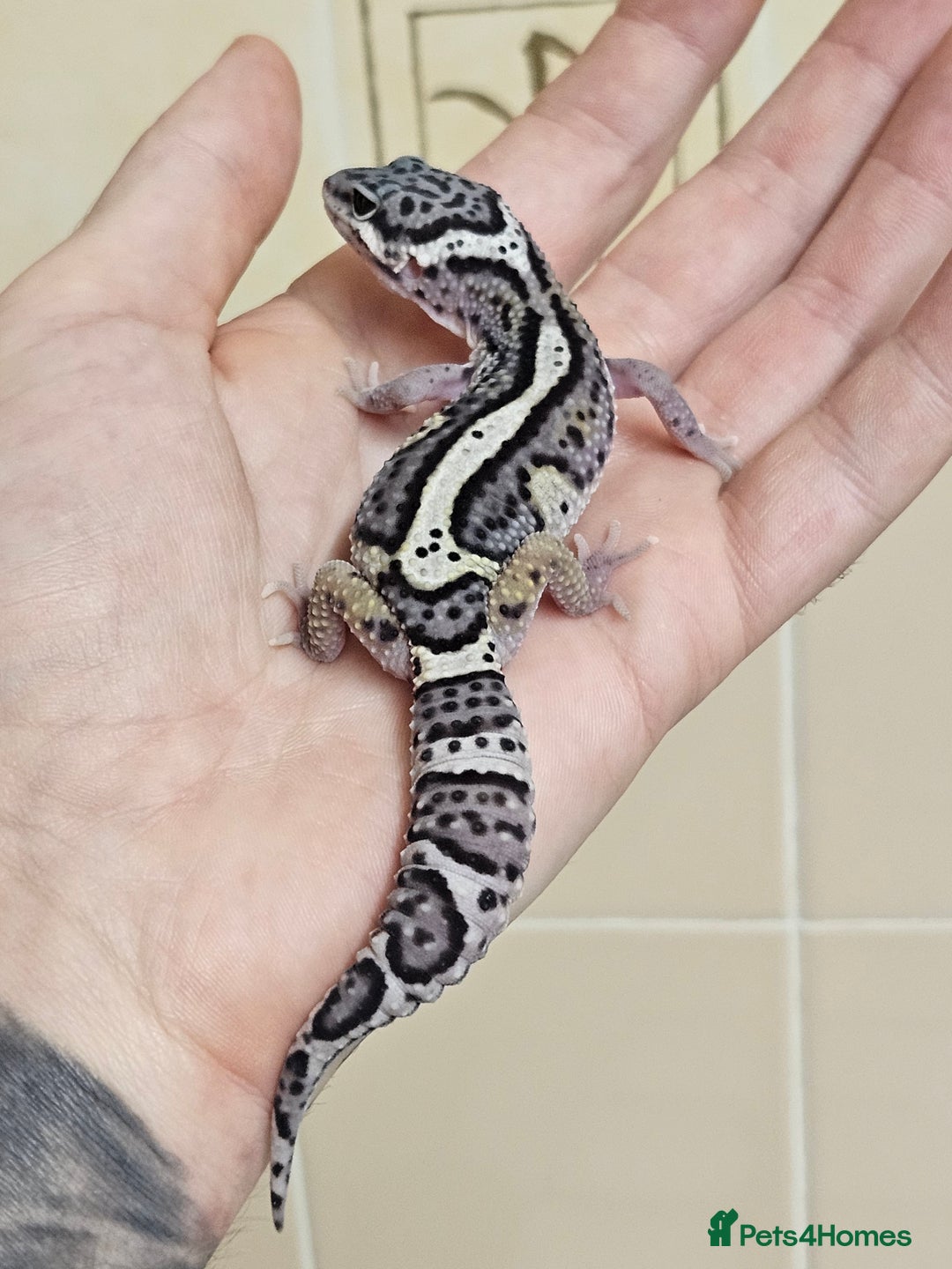 Leopard Gecko reptiles for sale: 1 LEFT Blacknight linage macksnows leopard geckos  - Image 8