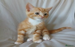 Mixed Breed cats for sale: READY NOW 4 male kittens looking for forever homes - Image 4