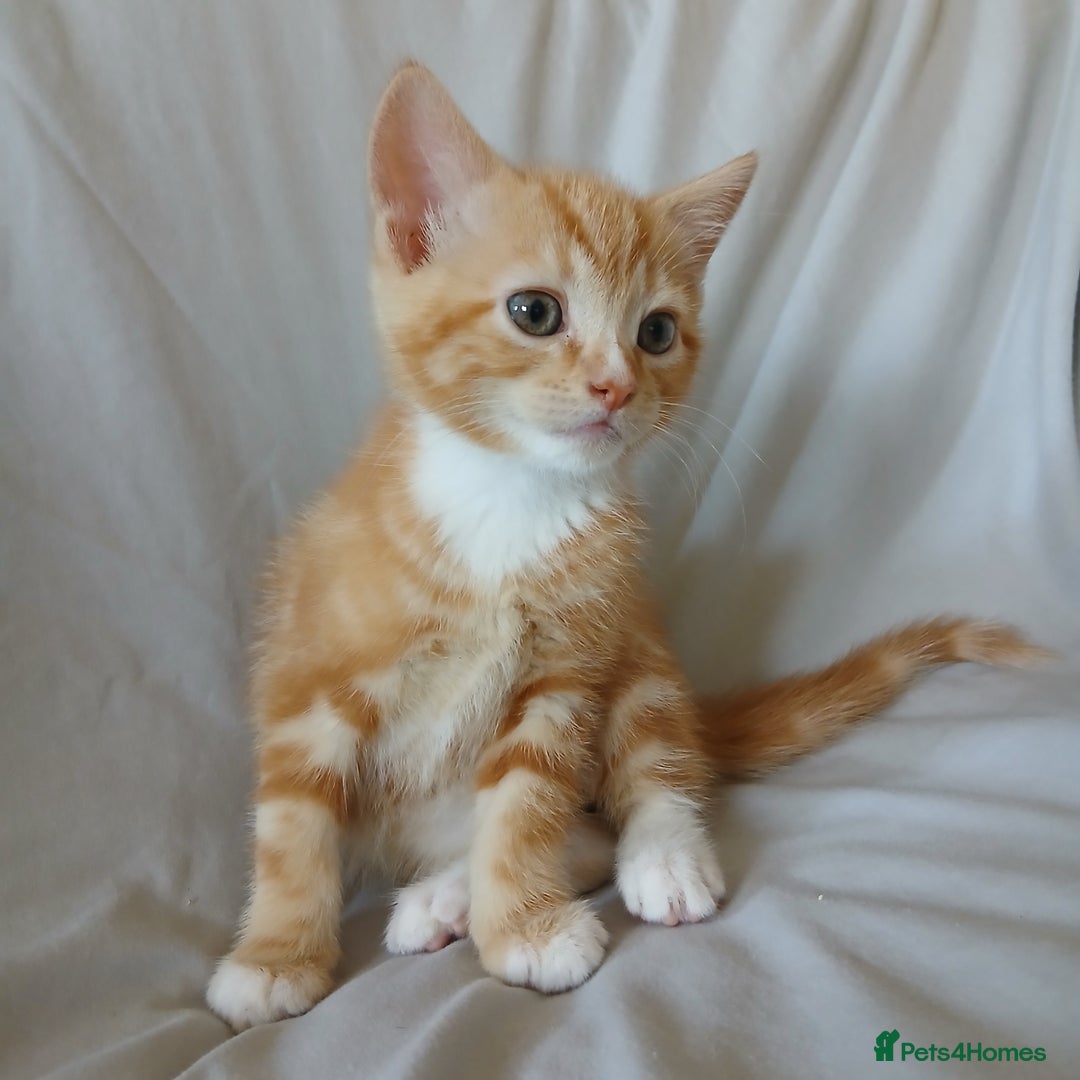 Mixed Breed cats for sale: READY NOW 4 male kittens looking for forever homes - Image 4