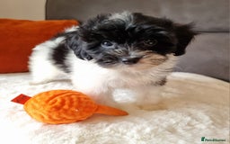 Cockapoo dogs for sale: Best Friend Sofa Companions 🥰 Fully vaccinated  - Image 16