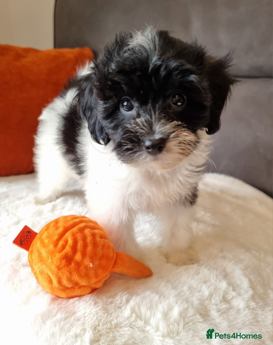 Cockapoo dogs for sale: Best Friend Sofa Companions 🥰 Fully vaccinated  - Image 16