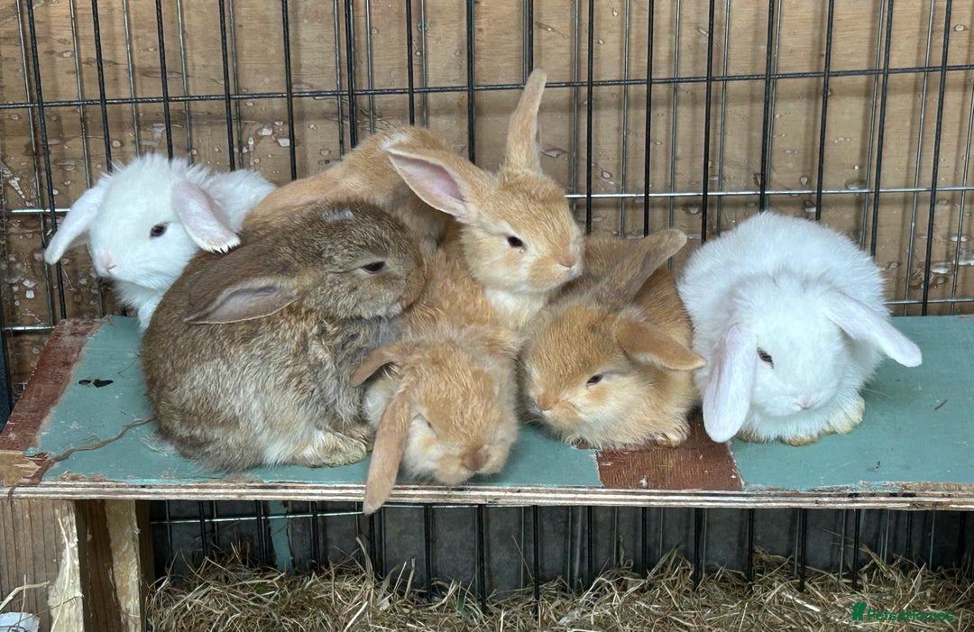 Dwarf Lop rabbits for sale: Baby bunnies looking for forever homes - Image 1