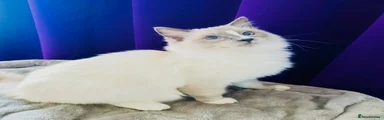 Ragdoll 1