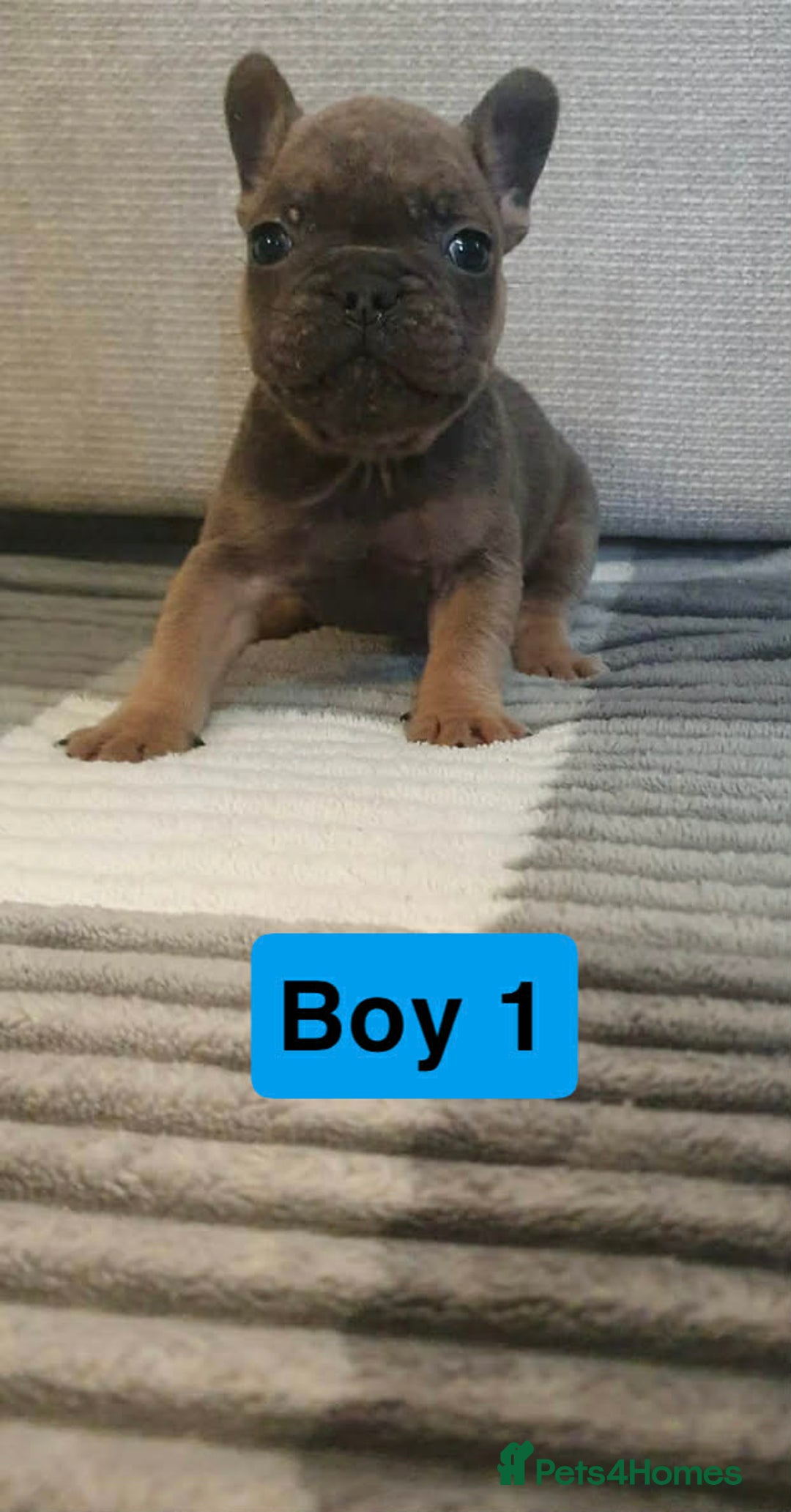 French Bulldog dogs for sale: 🐾 Adorable French Bulldog Puppies for Sale! 🐾  - Advert 7