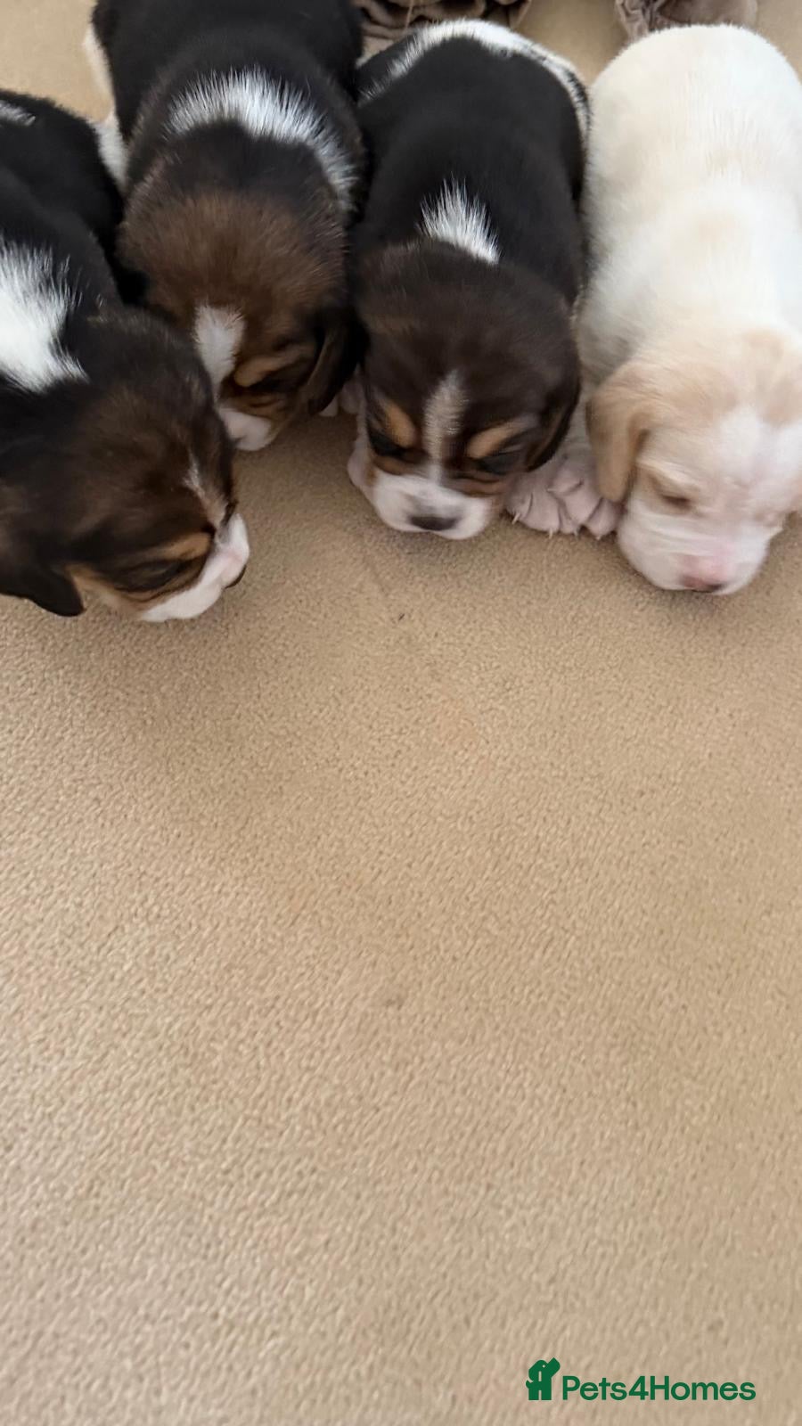 Beagle dogs K reg show winning beagles  - Advert 11