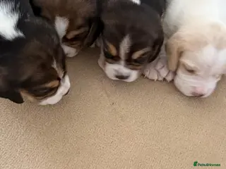 Beagle dogs K reg show winning beagles - Advert 11