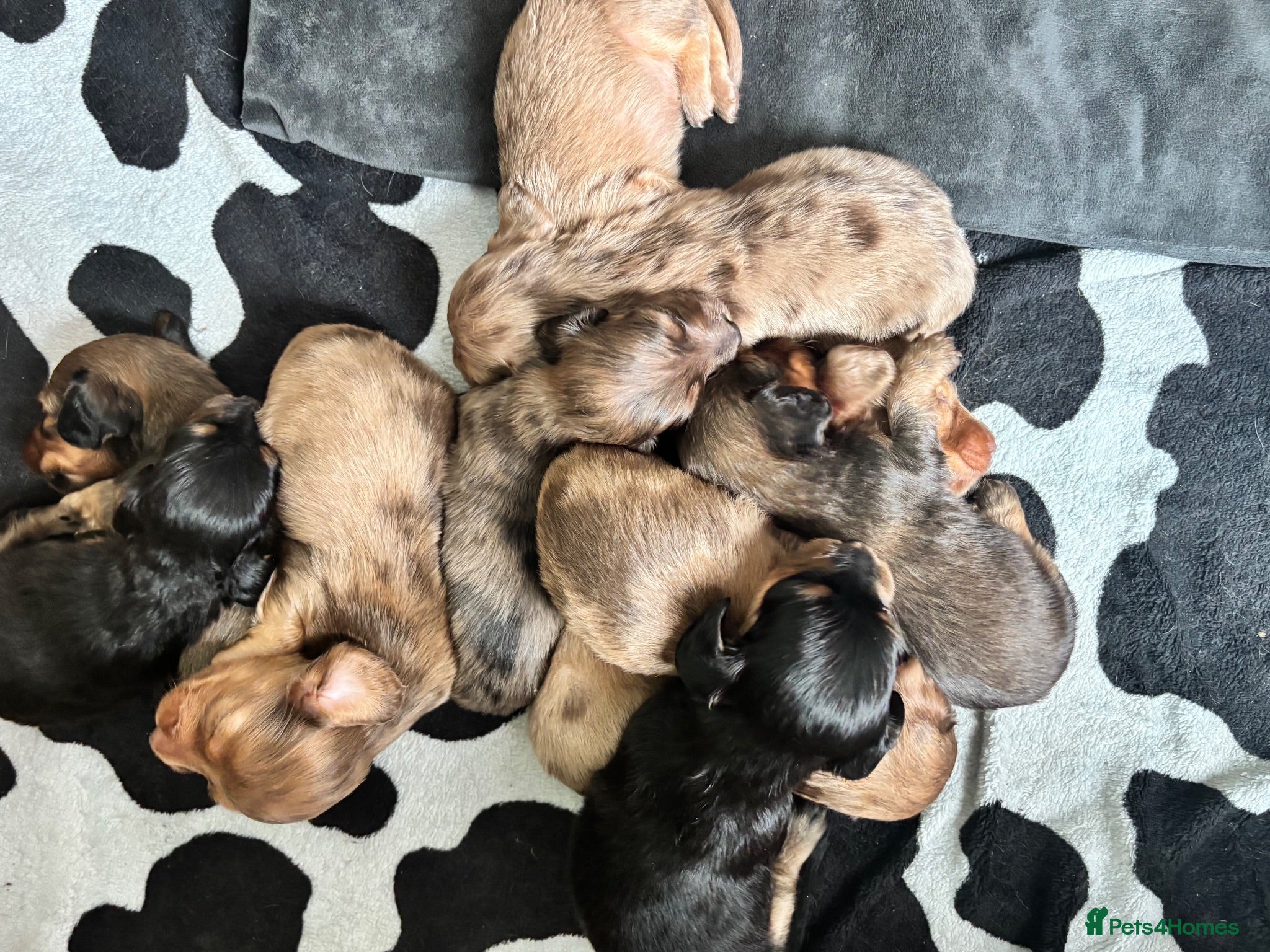 Dachshund dogs 7 Beautiful Dachshund Puppies - Advert 1
