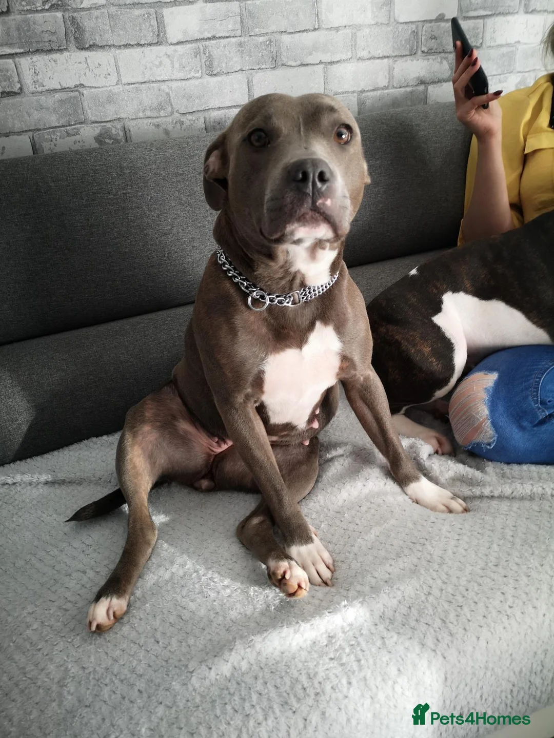 Staffordshire Bull Terrier dogs for sale: Staffy puppy for sale - Advert 13