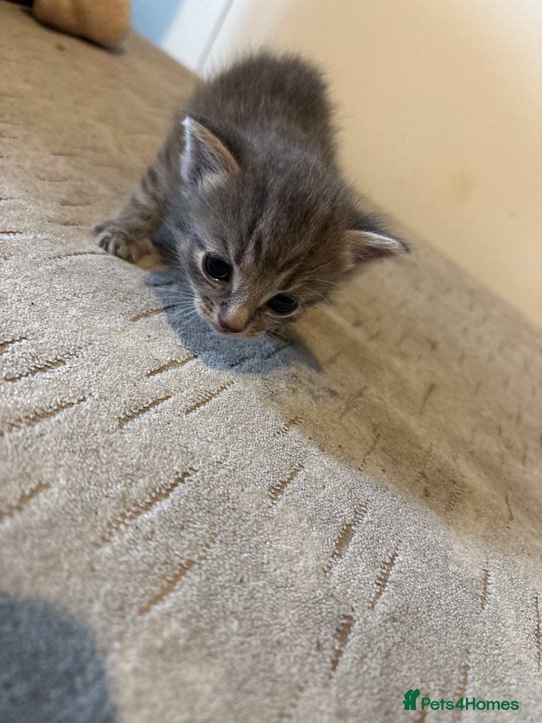 Domestic Shorthair cats for sale: Short Hair kittens  - Image 2