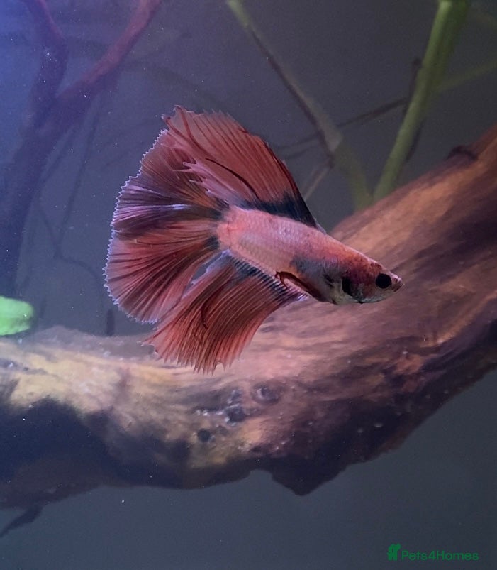 Bettas fish male betta  - Advert 8