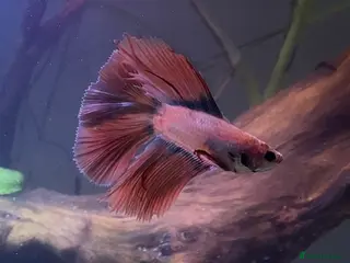 Bettas fish male betta - Advert 8