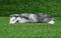 Mini Lop rabbits for sale: Purebred mini lops  - Image 11