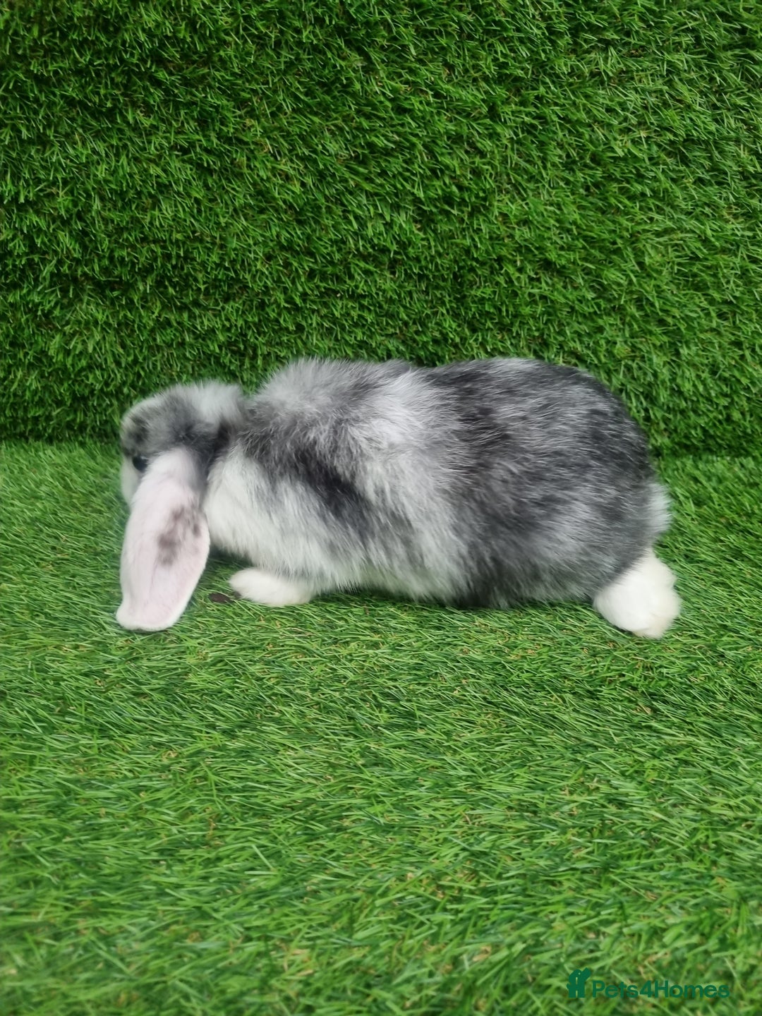 Mini Lop rabbits for sale: Purebred mini lops  - Image 11