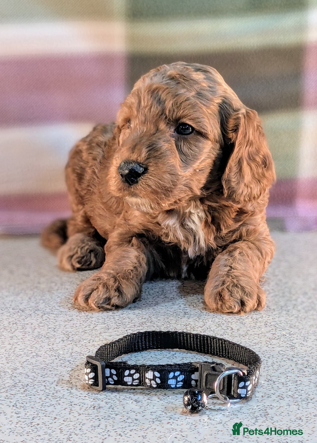 Cockapoo dogs for sale: F1B Cockapoo Puppies Ready for Their Forever Home. - Image 8