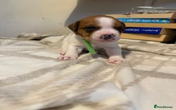 Mixed Breed dogs for sale: Staffie cross American bulldog chunky puppy’s  - Image 8