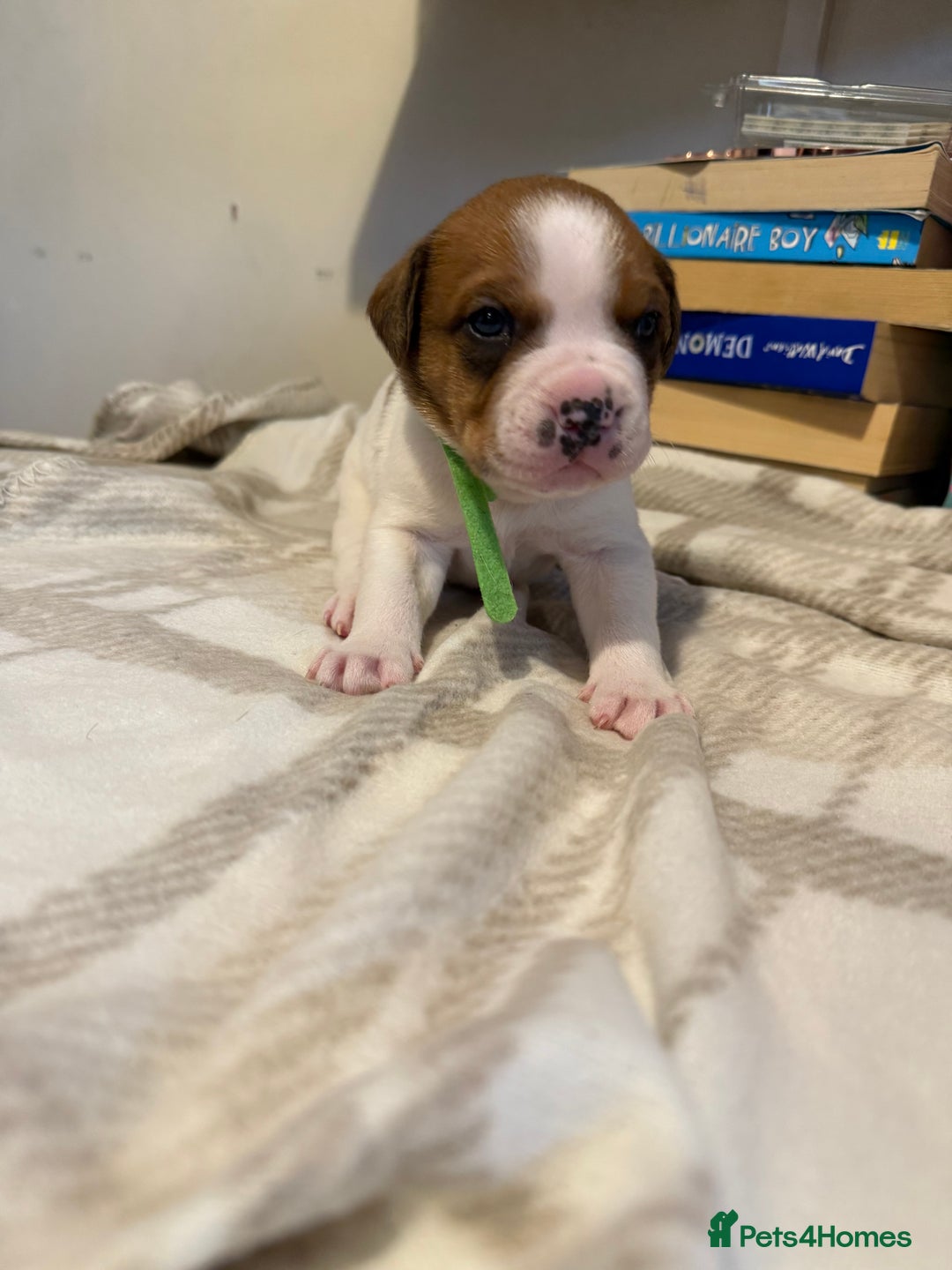 Mixed Breed dogs for sale: Staffie cross American bulldog chunky puppy’s  - Image 8