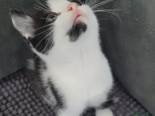 Mixed Breed cats Playful kittens 🐱 🩷 - Advert 5