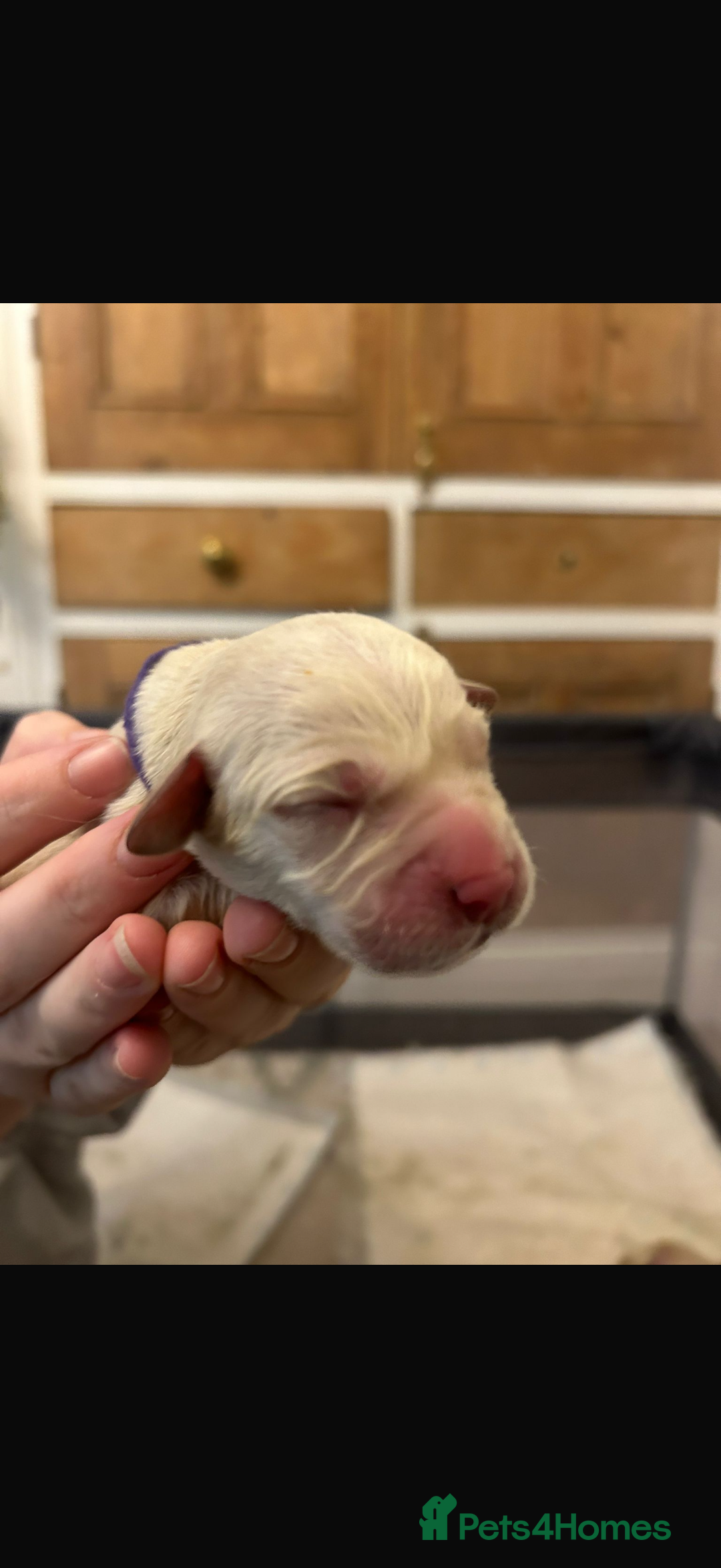 Goldador dogs for sale: 8 beautiful golden retriever x red lab puppies  - Advert 6