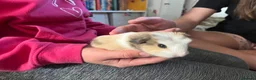 Guinea Pig rodents for sale: Baby guinea pig  - Advert 3