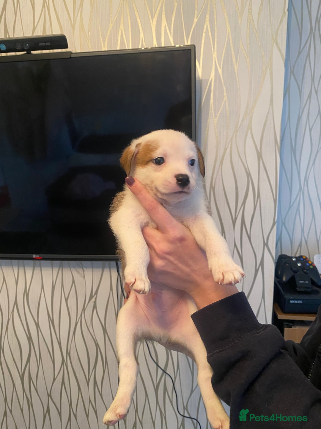 Mixed Breed dogs for sale: Pomstaff puppies - Advert 4