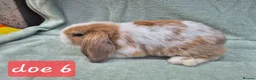 Mini Lop rabbits for sale: Gorgeous mini lops ready next week  - Advert 19