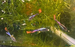 Live Bearers fish for sale: Guppy fry, adults and plants for sale  - Image 3