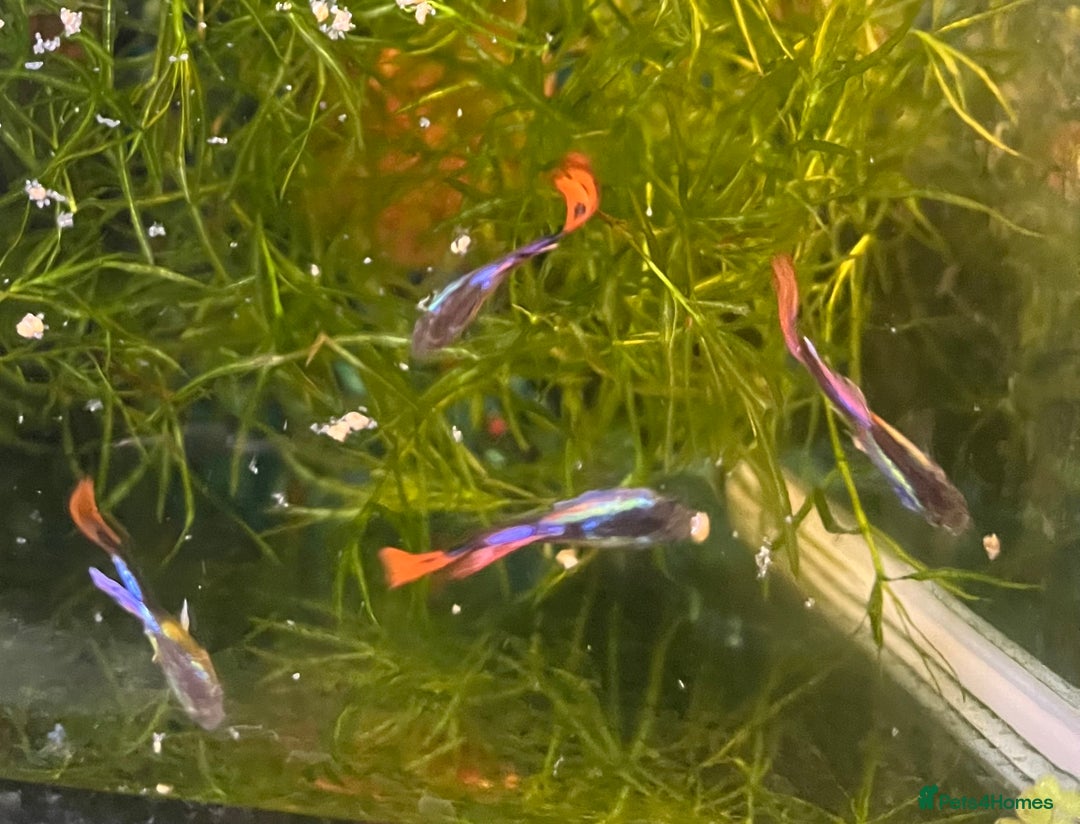 Live Bearers fish for sale: Guppy fry, adults and plants for sale  - Image 3