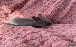 Lionhead rabbits for sale: Lionhead bunnies - Image 2