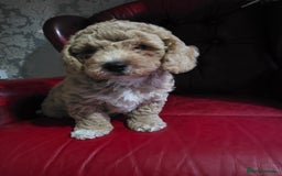Cockapoo dogs for sale: F1b cockapoos ONLY 1 boy left READY NOW - Image 1