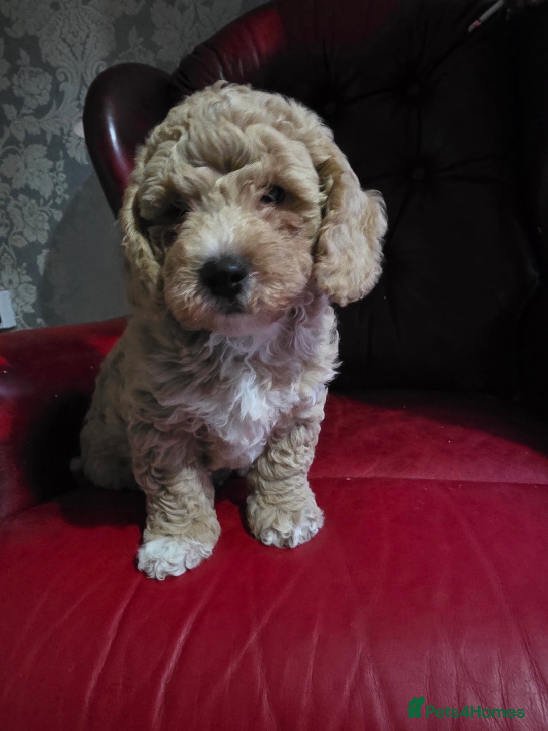 Cockapoo dogs for sale: F1b cockapoos ONLY 1 boy left READY NOW - Image 1